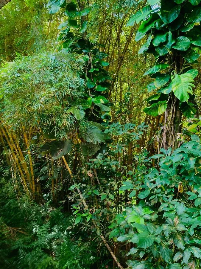 Wild Ginger Hotel Hilo
