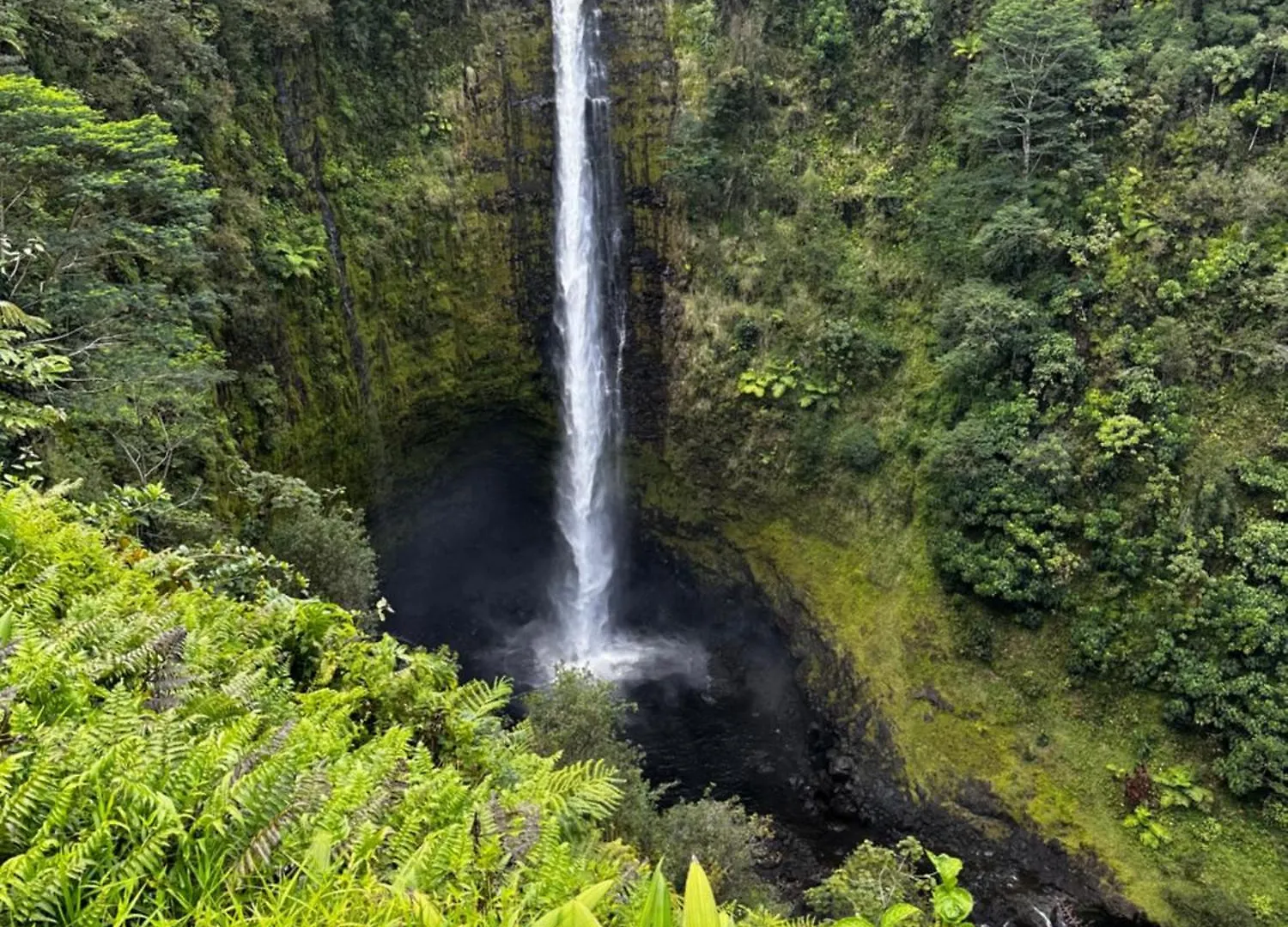 Wild Ginger Hotel Hilo