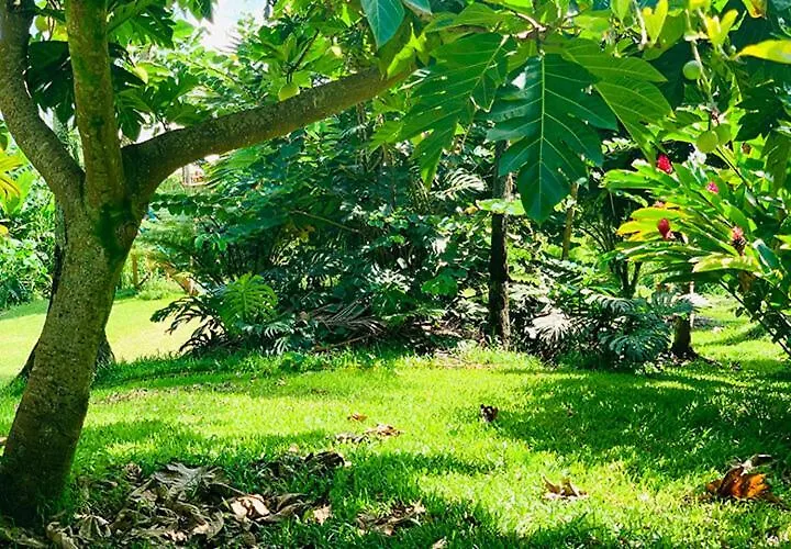 Wild Ginger Hotel Hilo